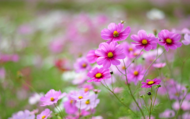 Розовые цветы космея