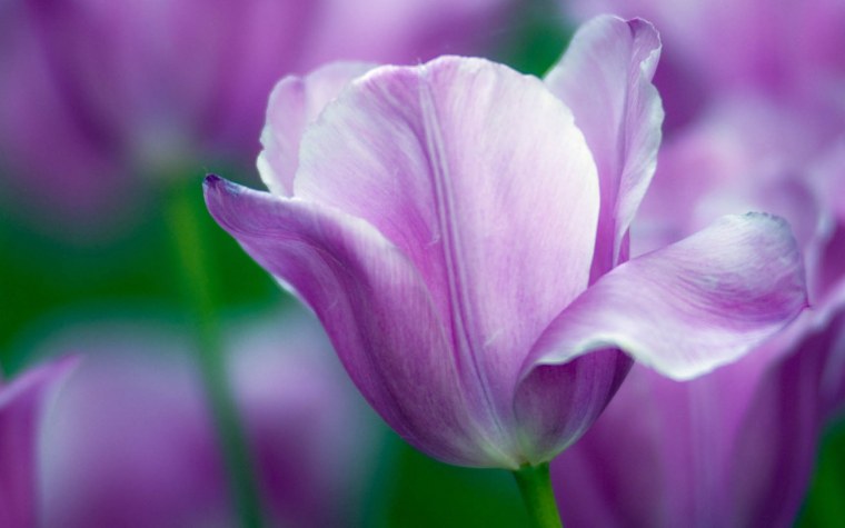 Цветы тюльпаны фиолетовые
