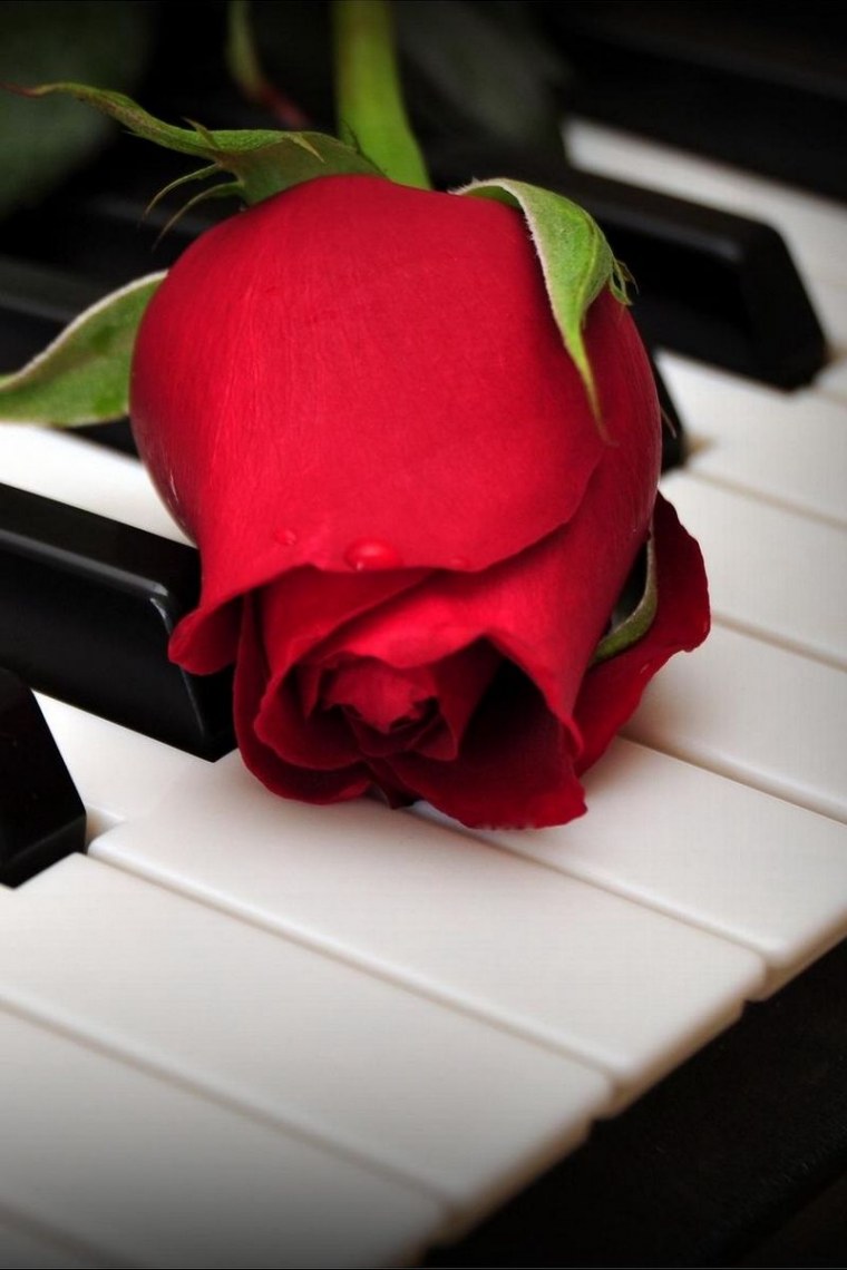 Алмазная мозаика Яблоневый цвет