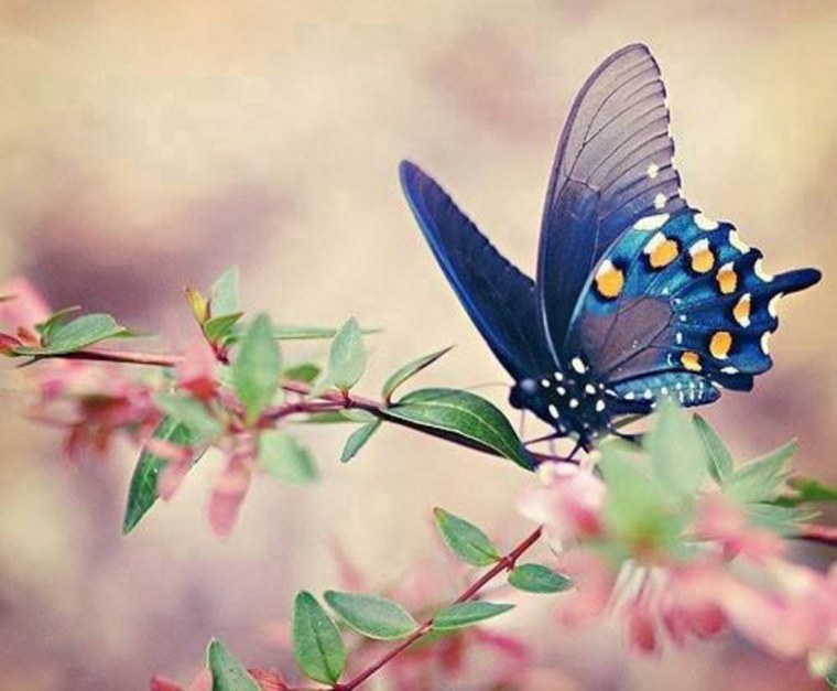 Бабочка на ветке