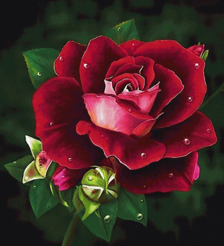 Роза Пурпл фиолетовый