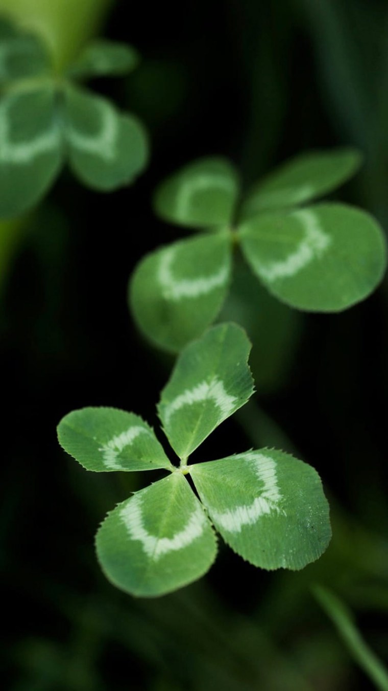 Зеленый Клевер четырехлистный