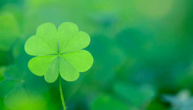 Клевер растение четырехлистный Клевер