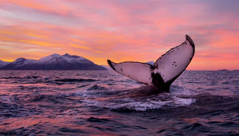 Заставка кит