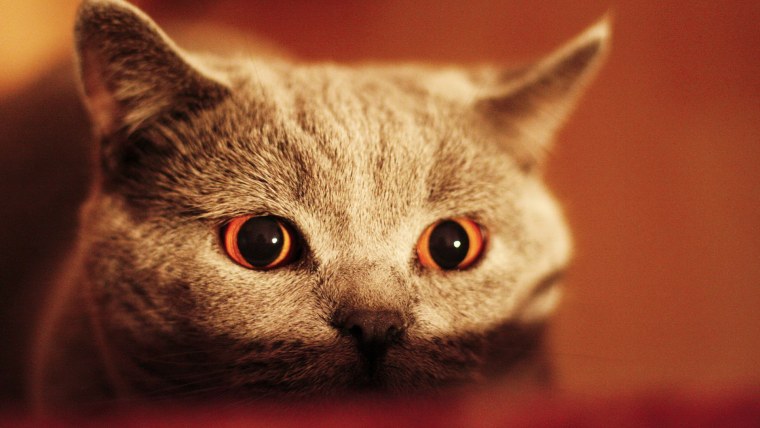 Картинки на рабочий стол кот