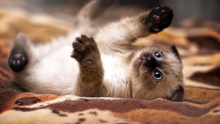 Сиамские вислоухие котята