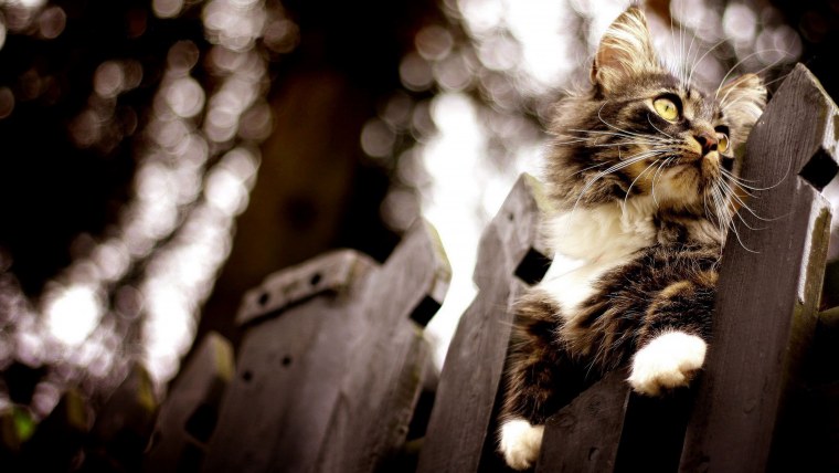 Кошка на перилах