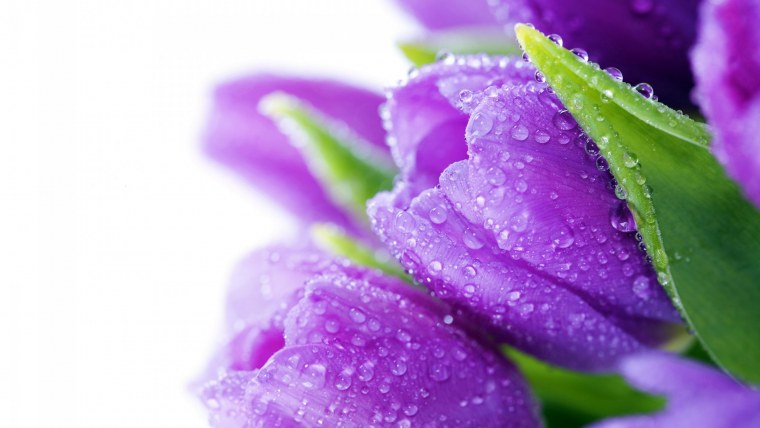 Тюльпан фиолетовый