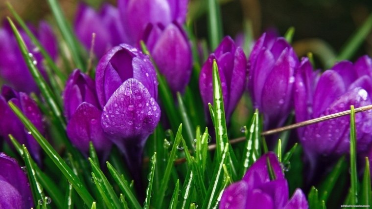 Крокусы тюльпаны подснежники