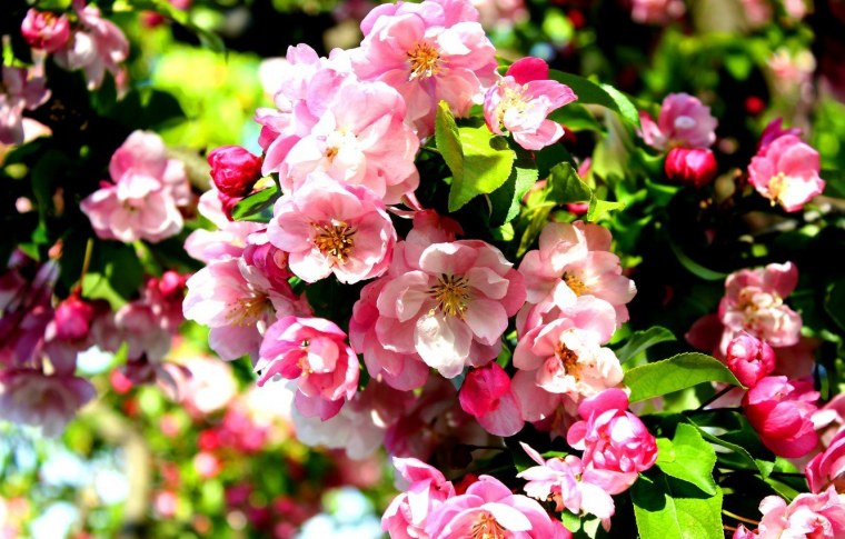 Цветет яблоня Пинк Роуз