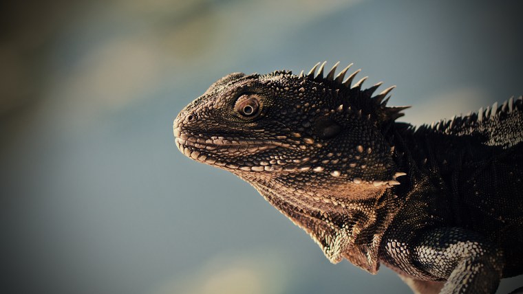 Комодский Варан