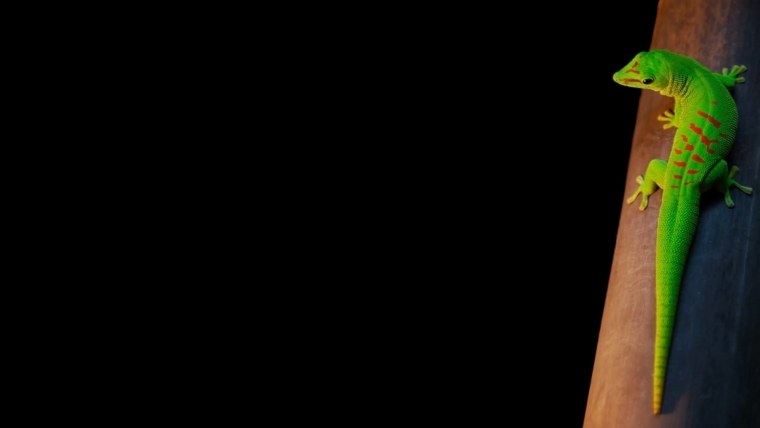 Ящерица на темном фоне