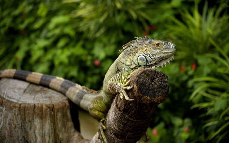 Сцинк Петерса