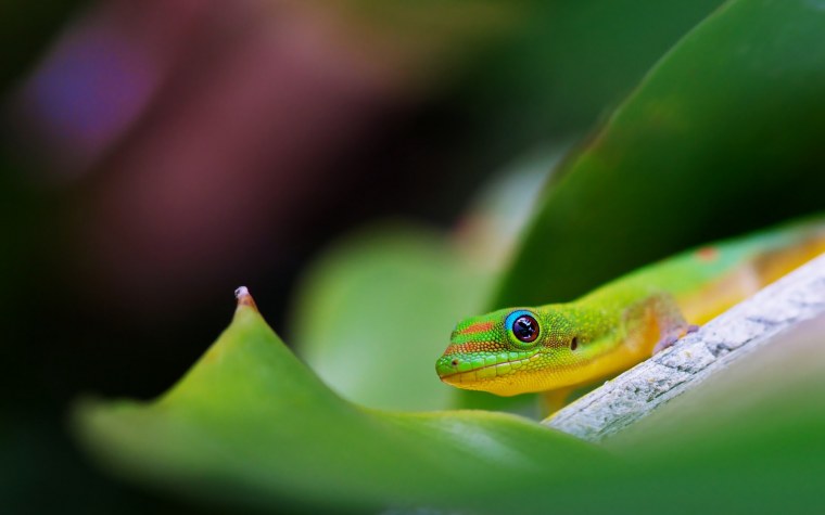 Трехрогий хамелеон