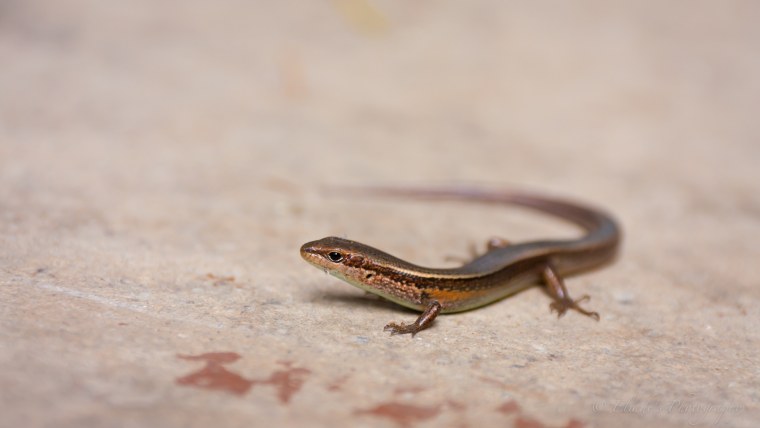 Тритон и геккон