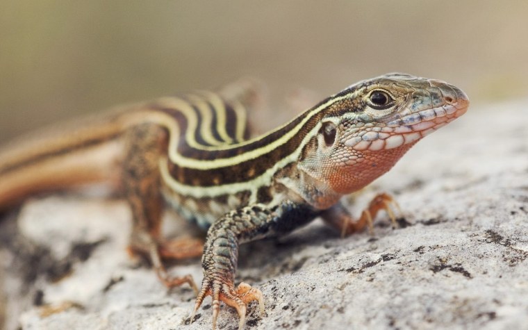 Хамелеон на дереве