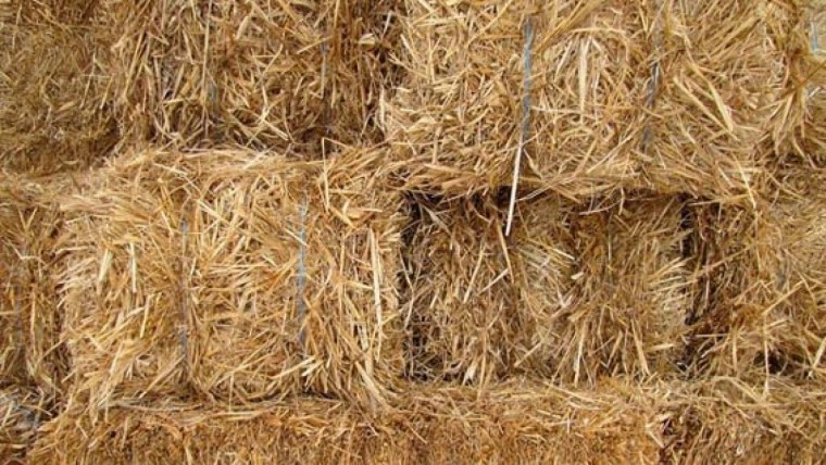 Ячменная солома