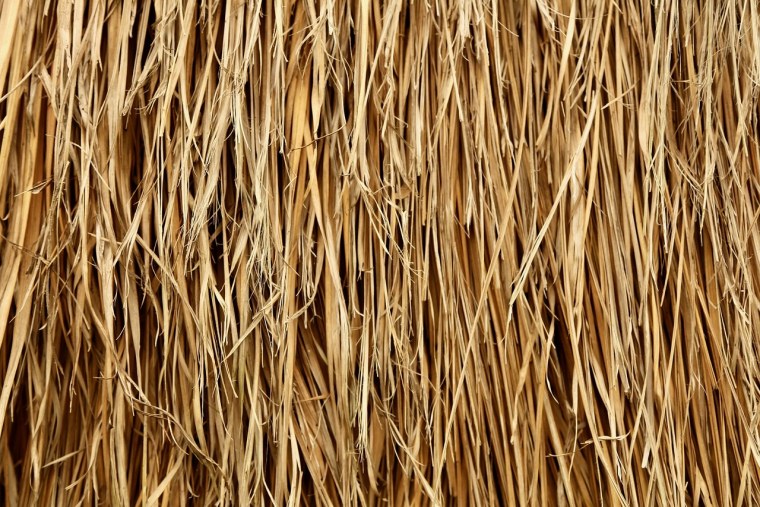 Пшеница текстура