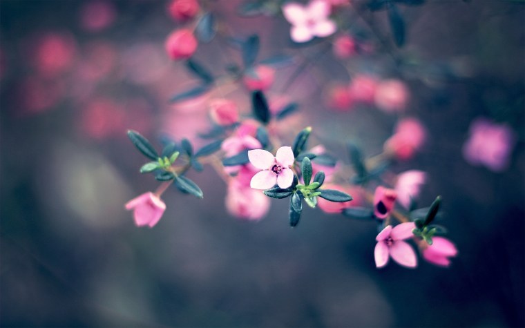 Цветочный фон