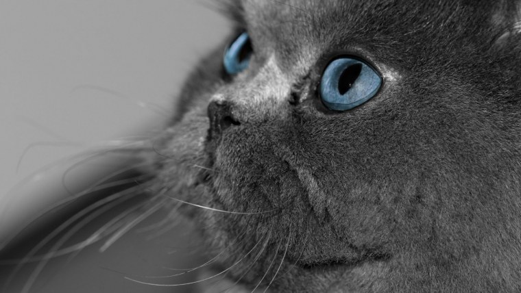 Серый кот с голубыми глазами