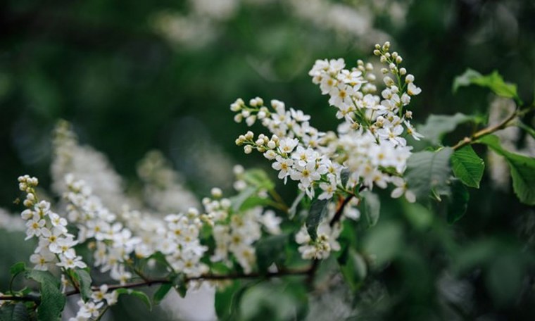 Весенние цветы черемуха