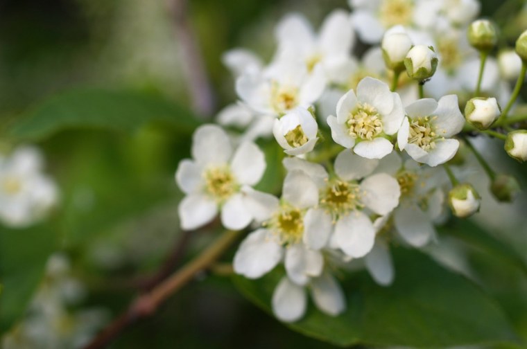 Черемуха фон