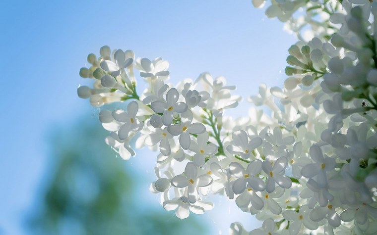 Черемуха Максимовича дерево