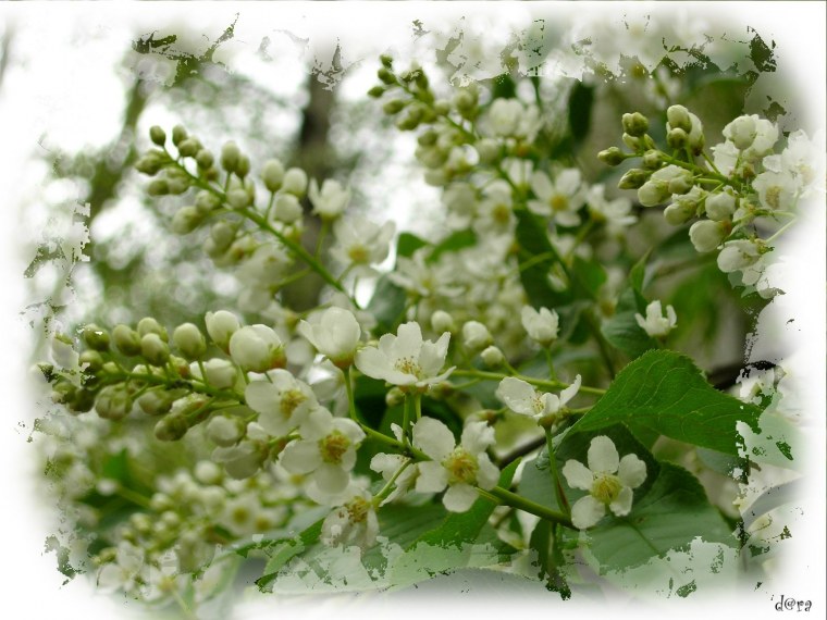 Сирень мадам Флорен