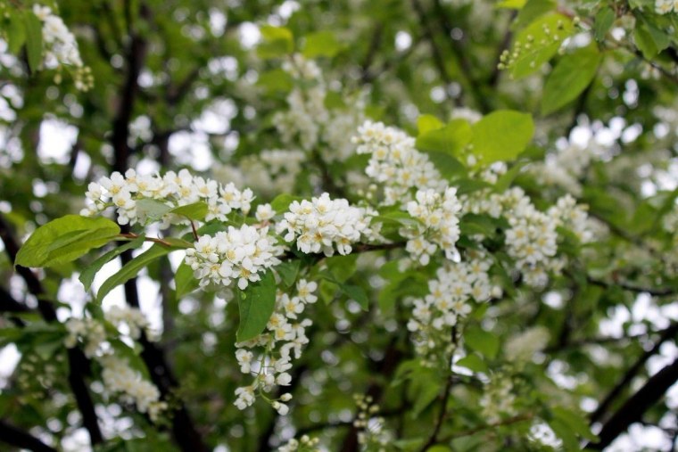 Цветы черемухи на белом