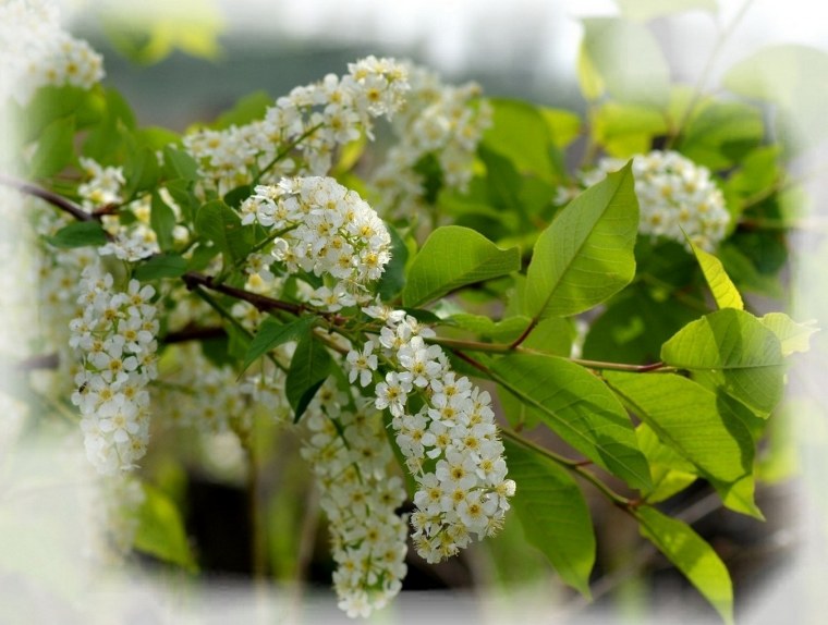 Черемуха макро