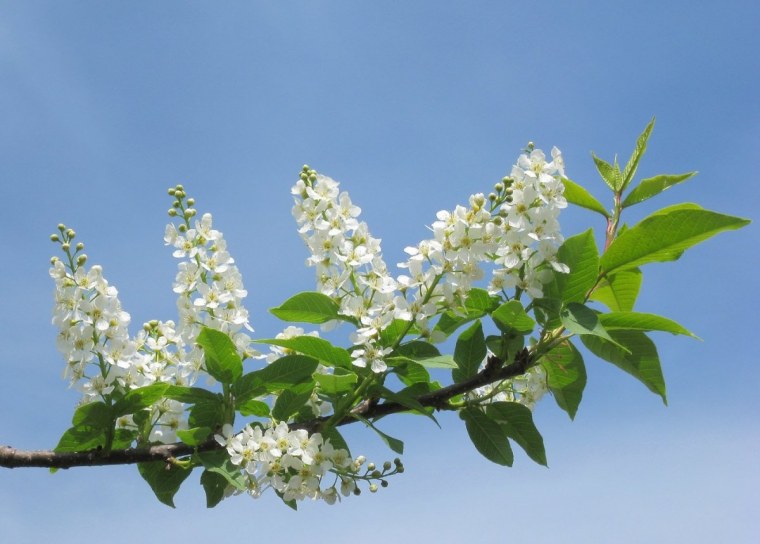 Цветущая черемуха и солнце