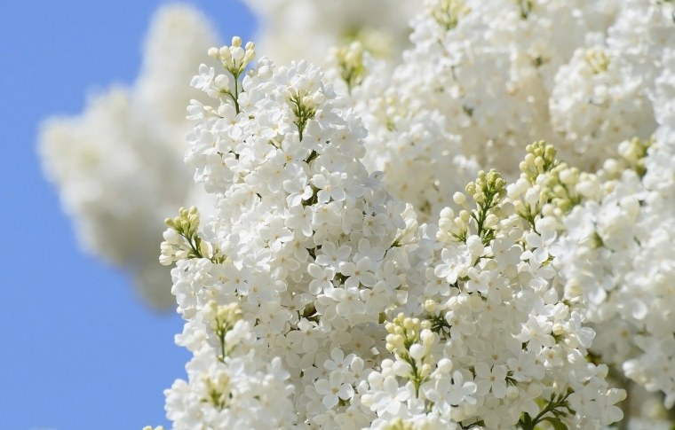 Цветение черёмухи