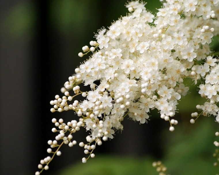 Цветение черёмухи