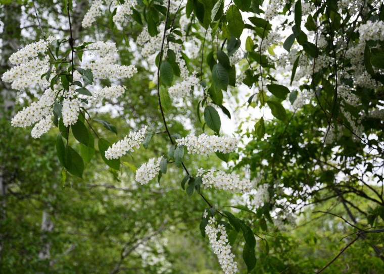 Фон цветение черёмухи