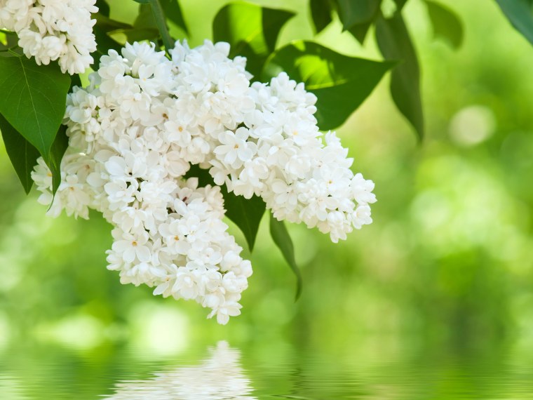 Ветка черемухи