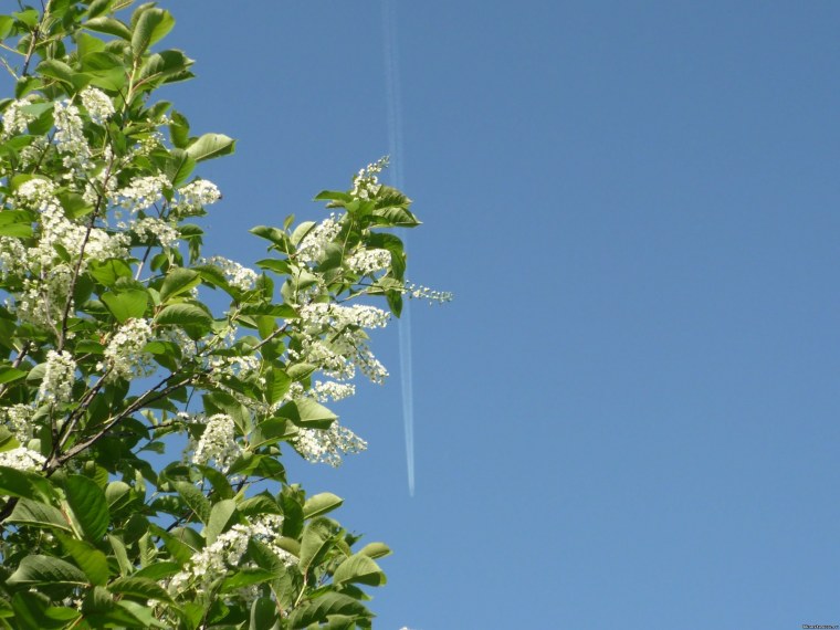 Роща черёмухи