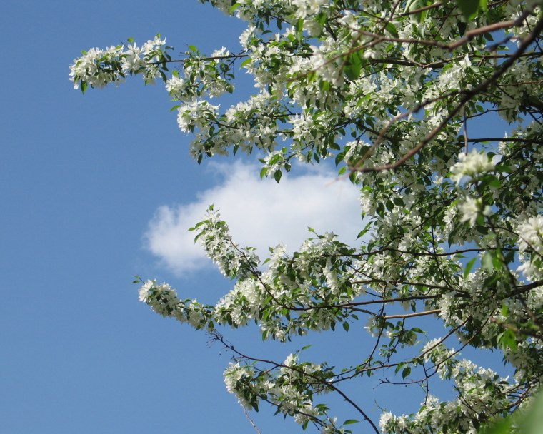 Открытки с черемухой