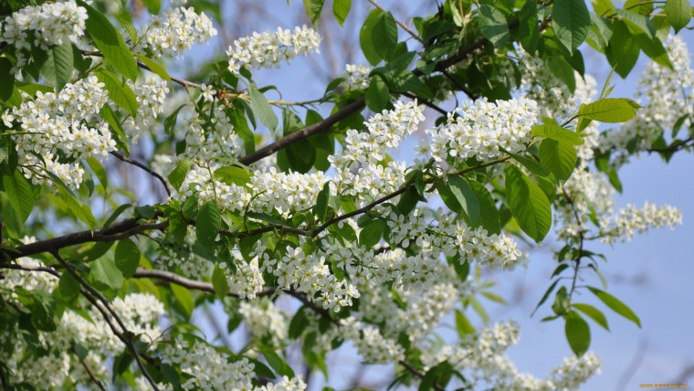 Цветущая черемуха
