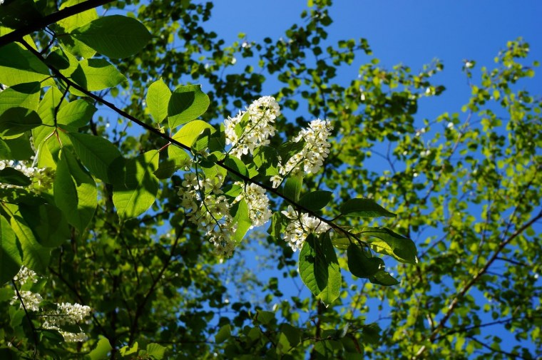 Черёмуха душистая с весною