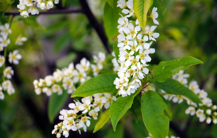 Веточка черемухи цветет