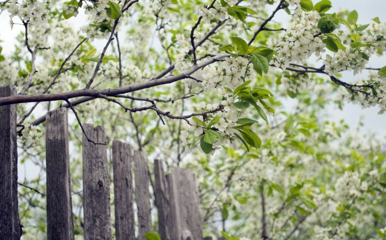 Сирень весной