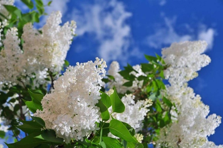 Черёмуха обыкновенная махровая