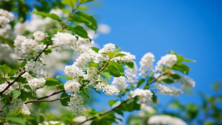 Черемуха и яблоня