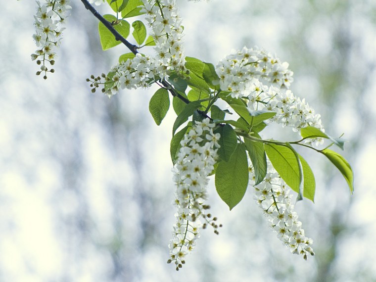 Белая сирень на фоне неба