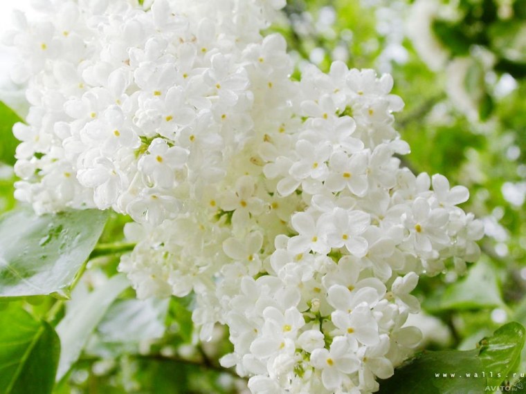 Веточка белой сирени