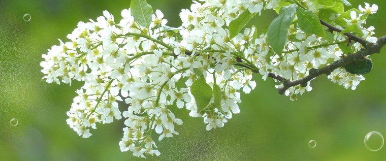 Цветет черемуха цветы