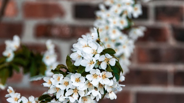 Цветет черемуха сирень