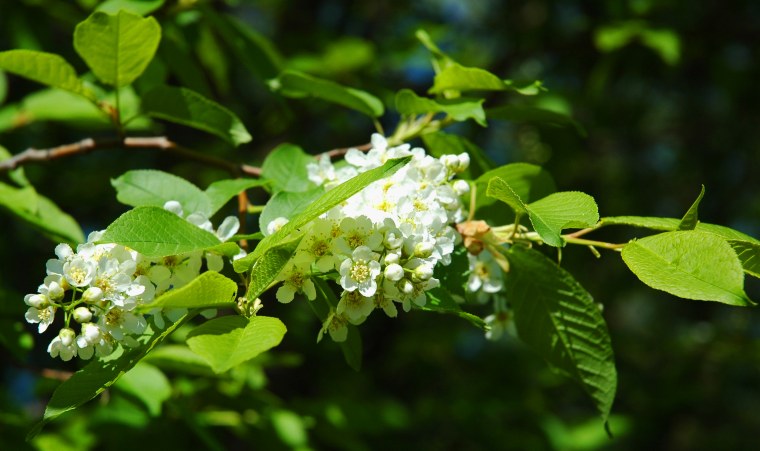 Весенний фон