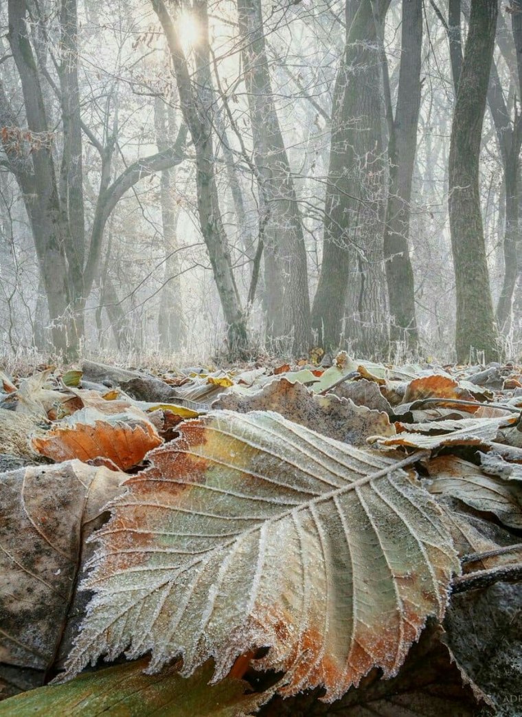 Ноябрьский пейзаж