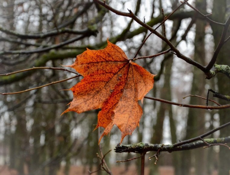 Поздней осенью